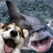 开在冬季的樱花