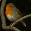 European Robin