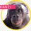 MonkeyKanzi