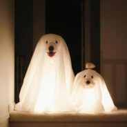 新手废物别骂我求你了