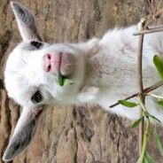 Tough先森不爱吃香菜