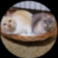 acoustic cat