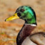 Ducky