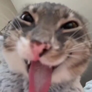 gus