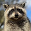 Raccoon
