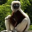 Zoboomafoo