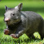 Ruffled Wombat