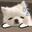 BigDog
