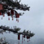 【绾】