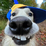 满山猴子我腚最红