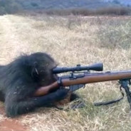 Sniper Monkey