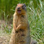 GoForGopher