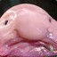 Blobfish