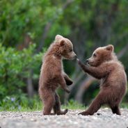Grizzly Bear avatar