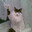 Adolf Kitler