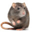 rato bizarro do JF