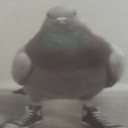 Pigeon
