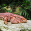 BigRottenFish