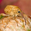 the weevil