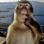 mongoose