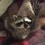nasty raccoon