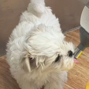 一念之差张道长