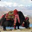 Yak