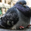 ★PIGEON★