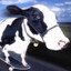 Cow On A Skateboard