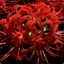 Cluster amaryllis