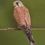 Kestrel