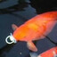 innocent fish from san diego