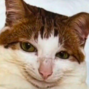 fetall's avatar