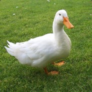 Duck E