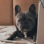Kajle