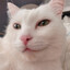 Котофей