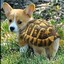 Turtle Dog