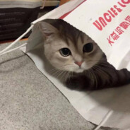 第一天用手柄玩派