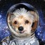 SpaceDoge