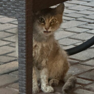 НАЗИК ПИСИК