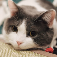 瓜瓜蛋的好大儿