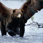 Bear-ly L-eagle