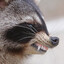 rabid