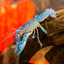 crazy crayfish