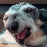 dog milk