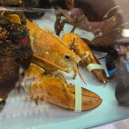 grocery store lobster