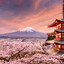 sakura