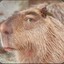 peppy capybara