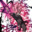 yungZfighter avatar