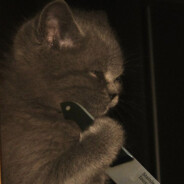 RIKiTiKi - steam id 76561199760061980